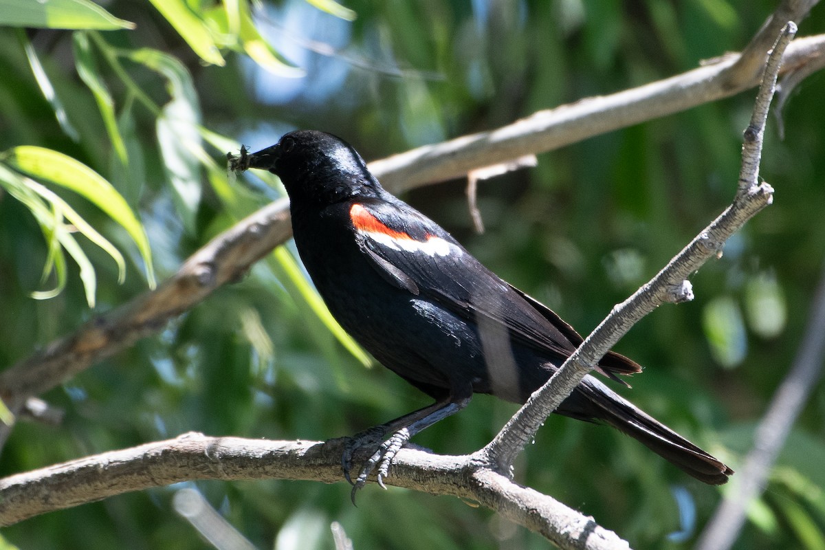 Tricolored Blackbird - ML621154933