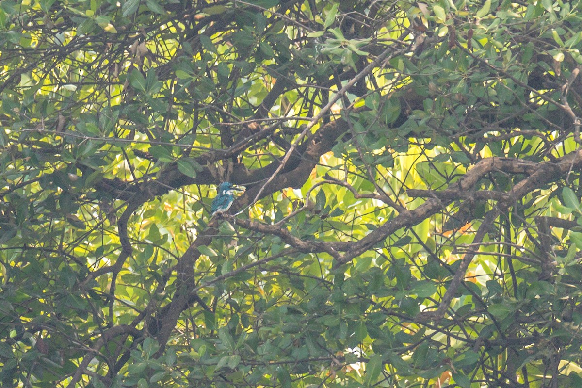 Small Blue Kingfisher - ML621154950