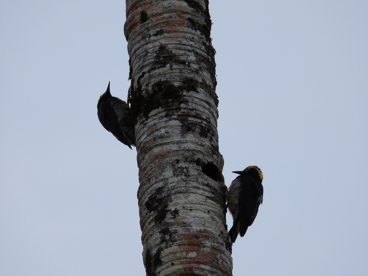 Yellow-tufted Woodpecker - ML621154975