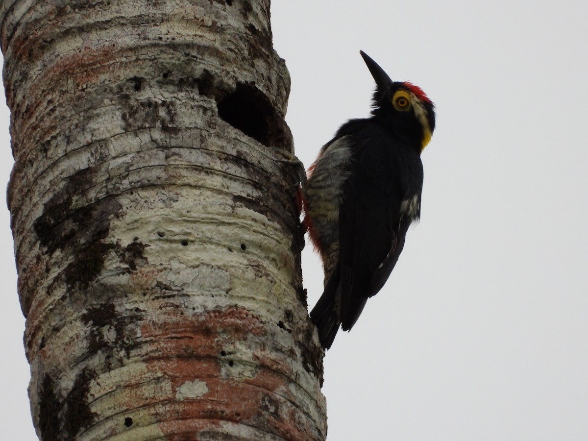 Yellow-tufted Woodpecker - ML621154976