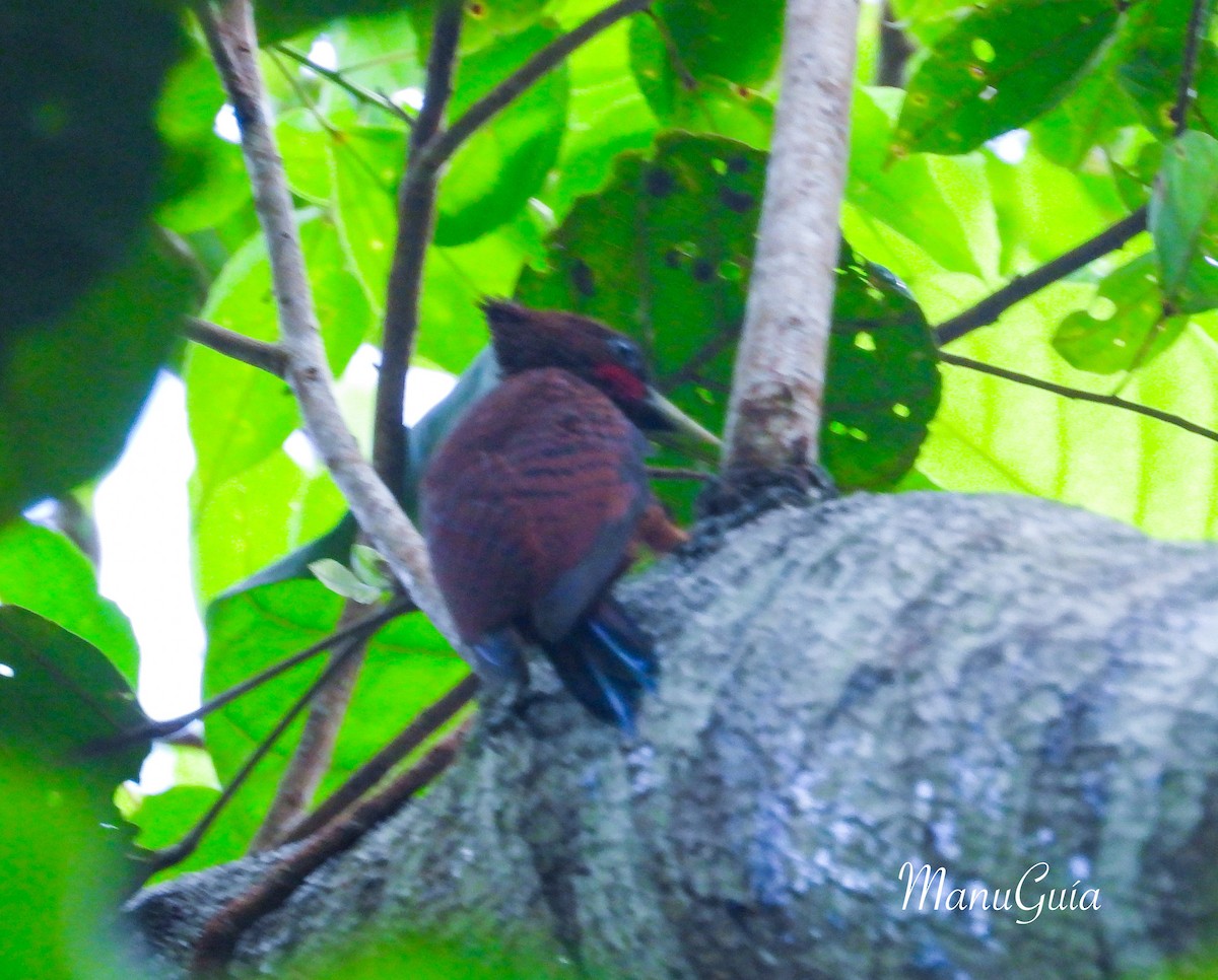 Chestnut Woodpecker - ML621155021