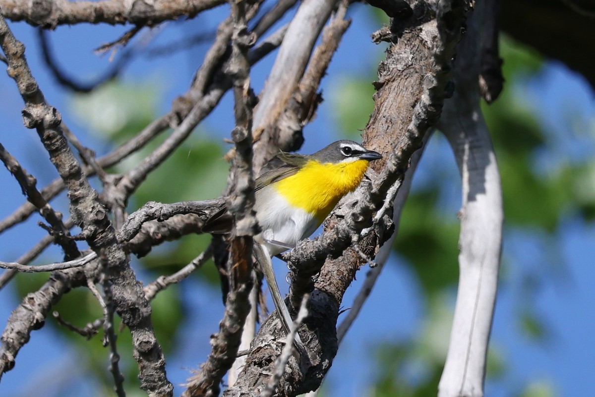 Yellow-breasted Chat - ML621155038