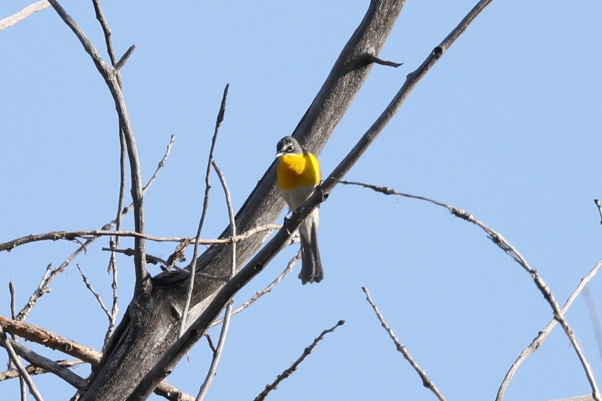 Yellow-breasted Chat - ML621155040