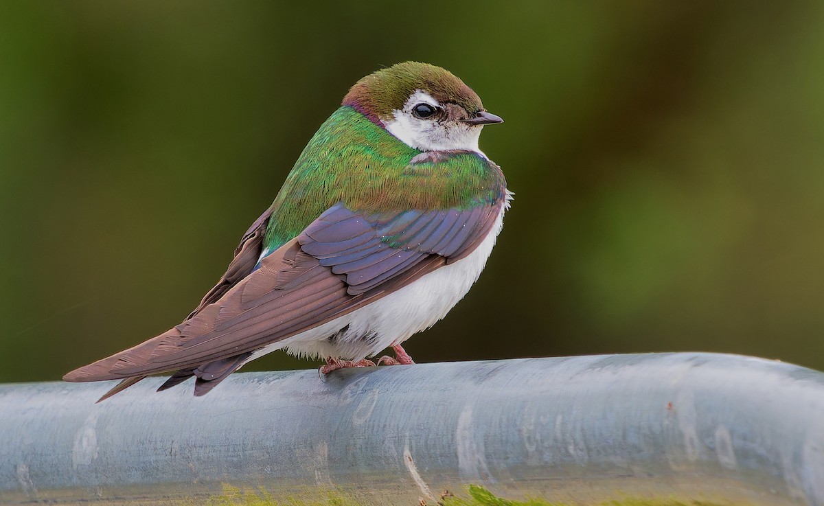 Violet-green Swallow - ML621155057
