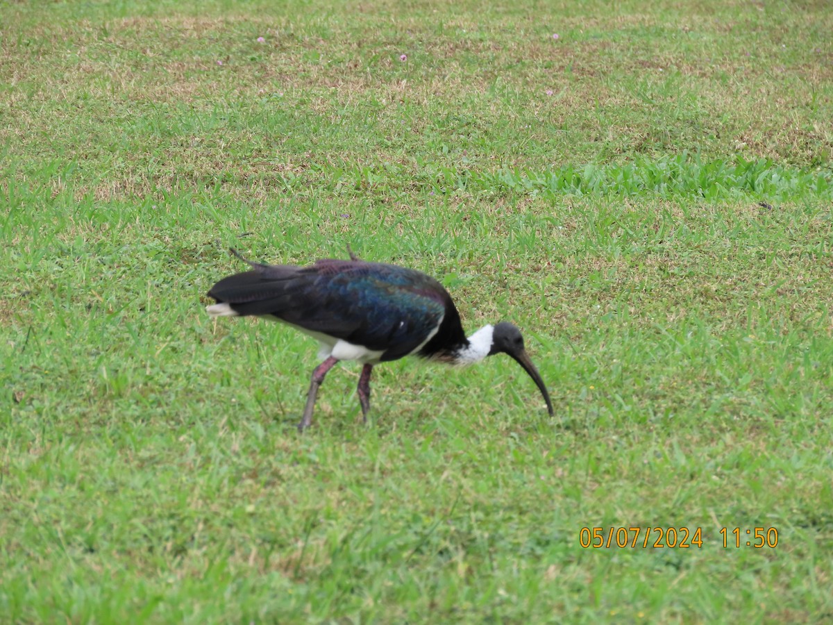 ibis slámokrký - ML621155059