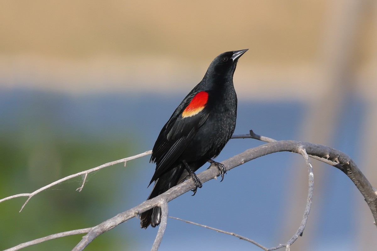 Red-winged Blackbird - ML621155095