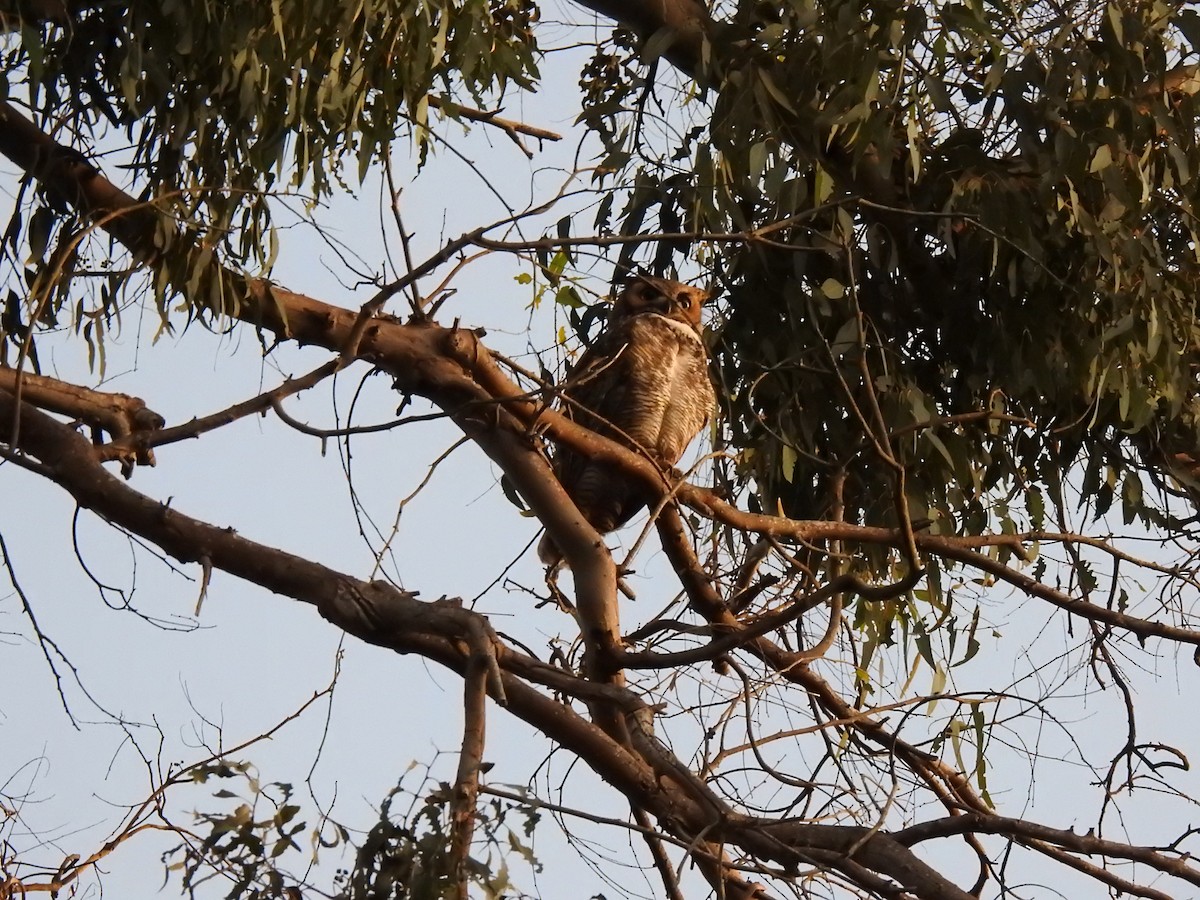 Great Horned Owl - ML621155134