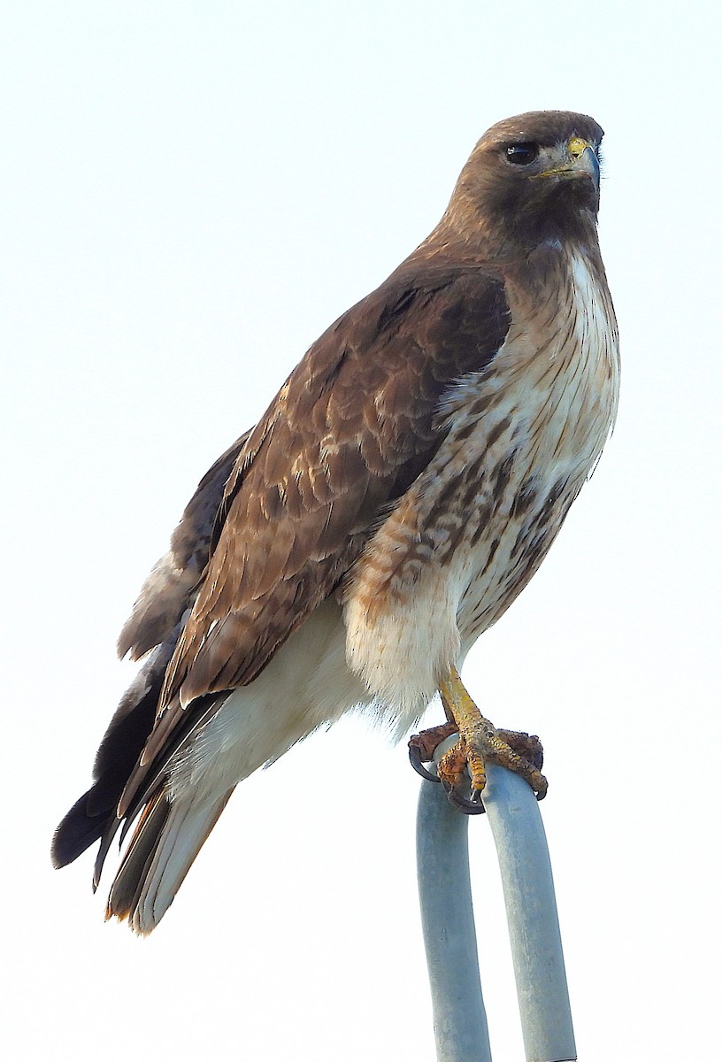 Red-tailed Hawk - ML621155154