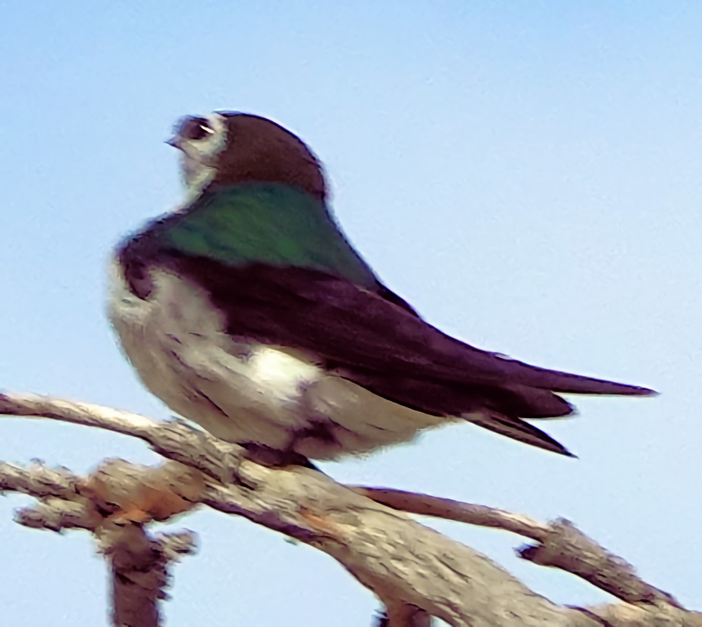 Violet-green Swallow - ML621155156