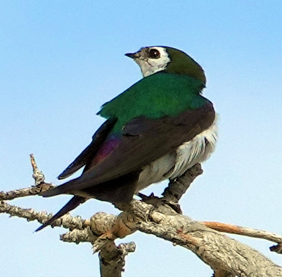 Violet-green Swallow - ML621155157