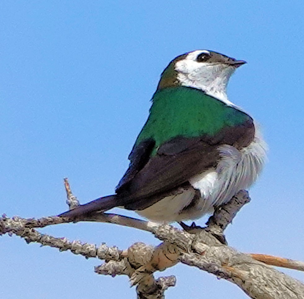 Violet-green Swallow - ML621155158