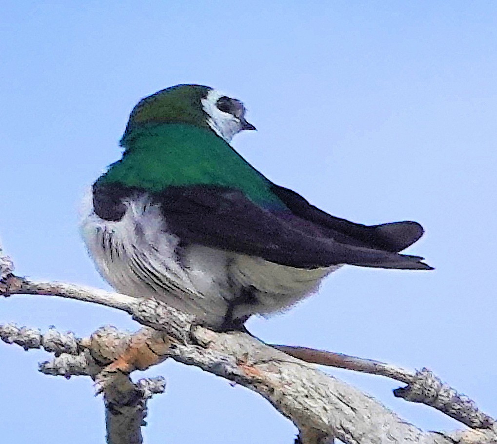 Violet-green Swallow - ML621155159