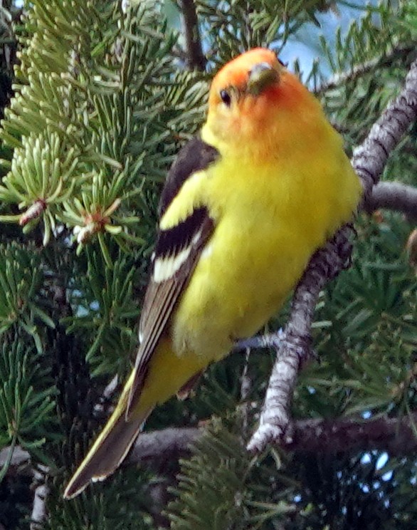 Western Tanager - ML621155160