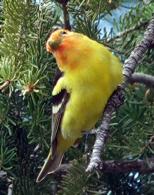 Western Tanager - ML621155161