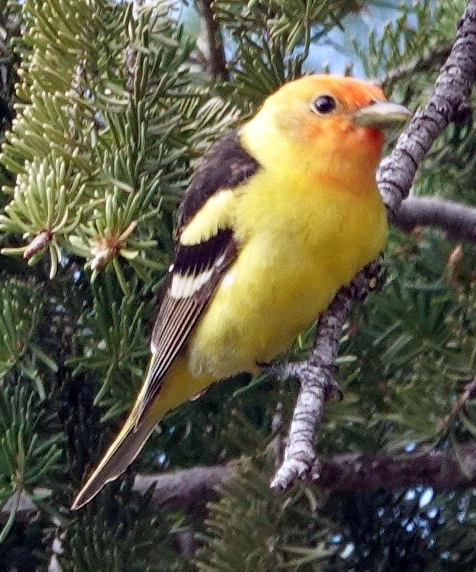 Western Tanager - ML621155162