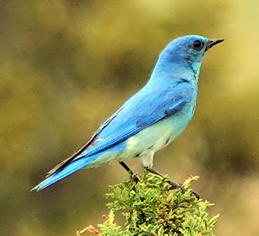 Mountain Bluebird - Doug Wassmer