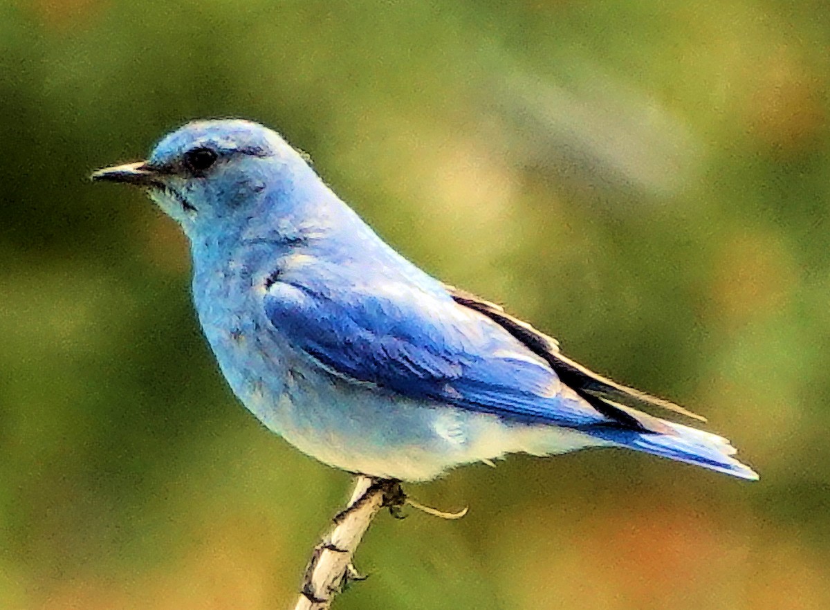 Mountain Bluebird - ML621155169