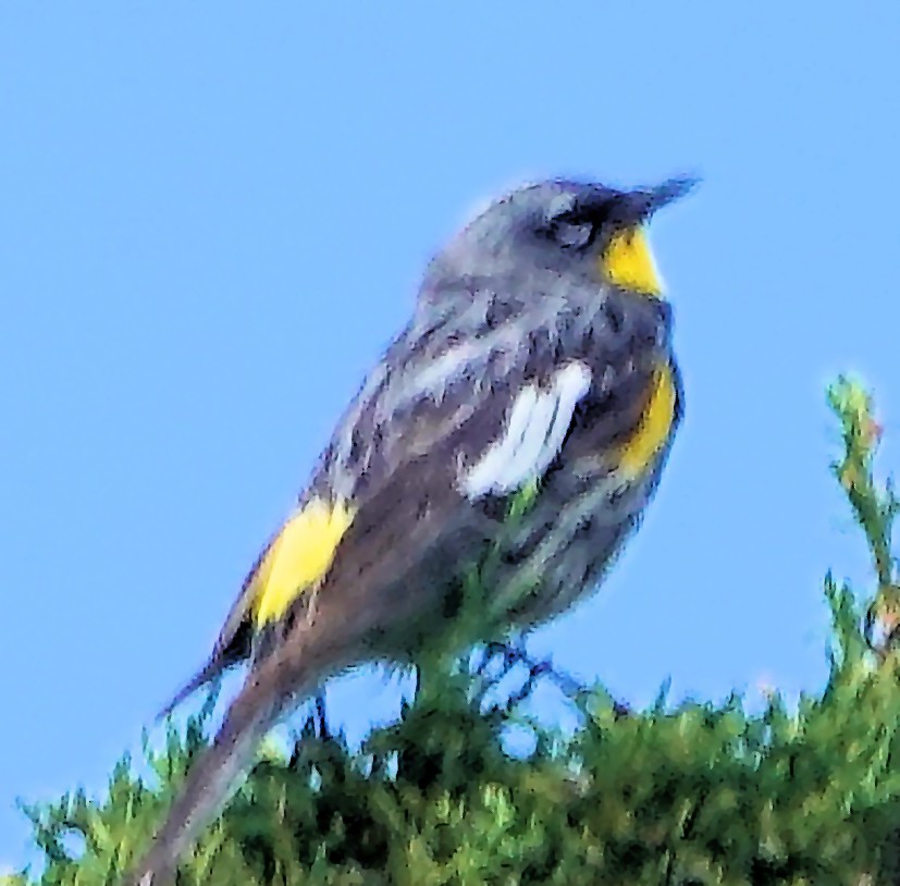 Yellow-rumped Warbler (Audubon's) - ML621155174