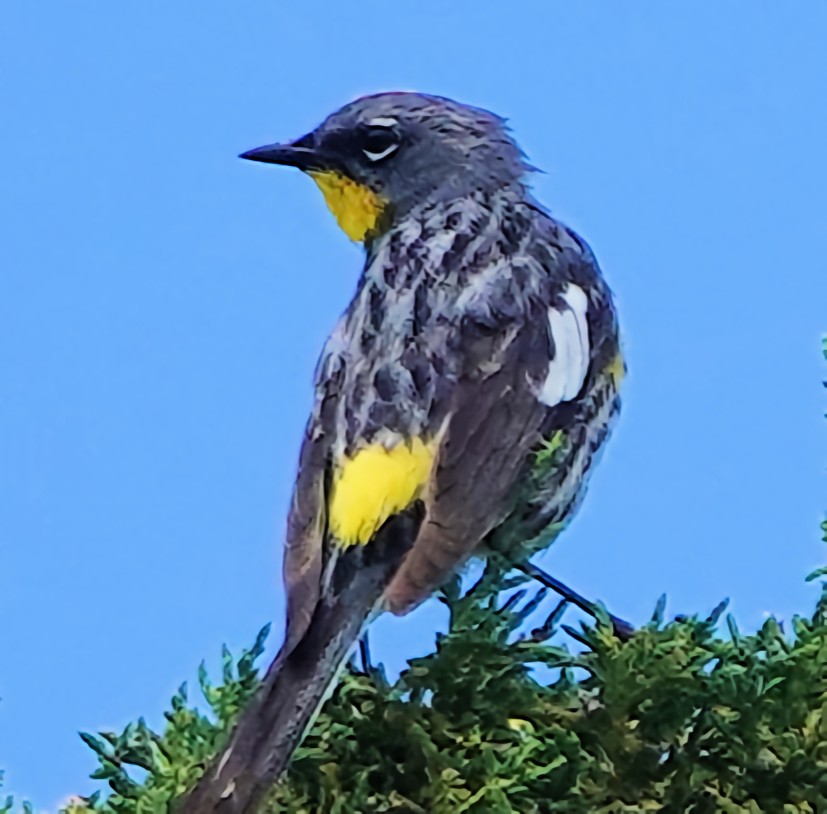 Yellow-rumped Warbler (Audubon's) - ML621155175