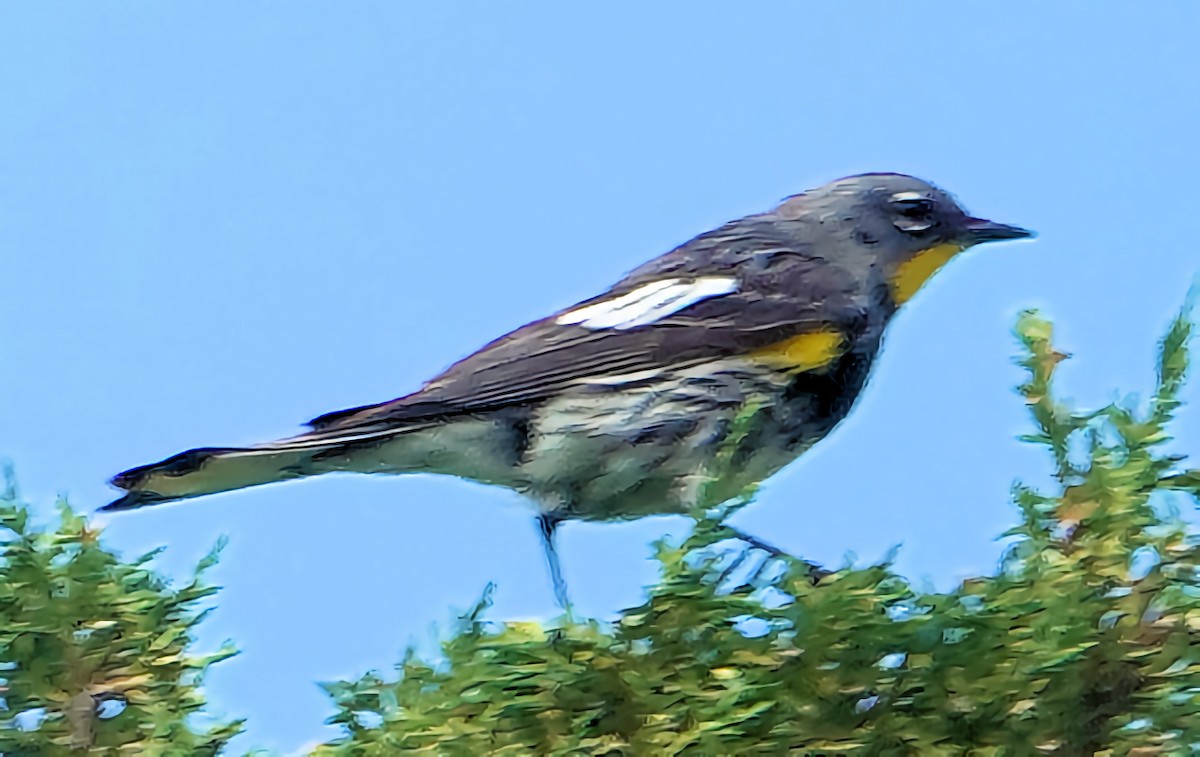 Yellow-rumped Warbler (Audubon's) - ML621155176