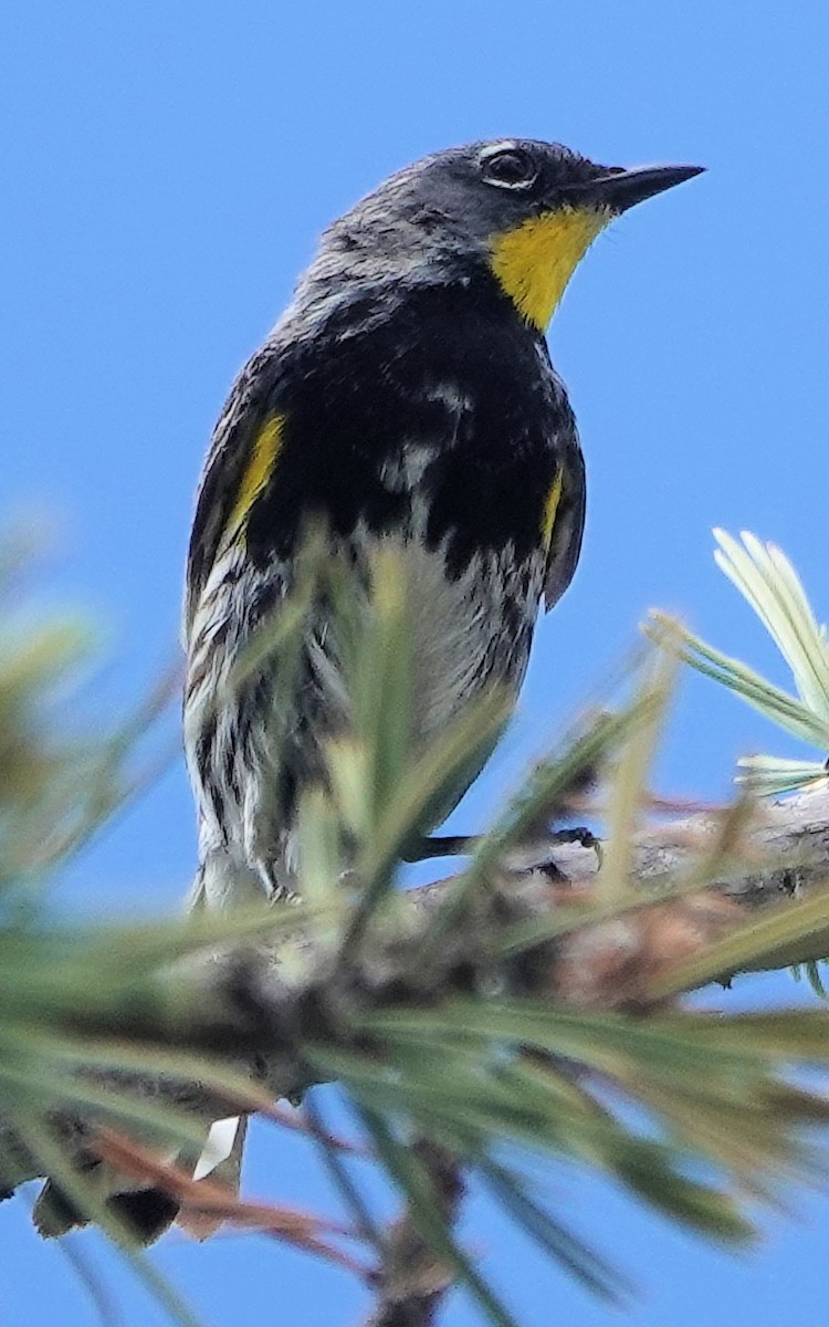 Reinita Coronada (auduboni) - ML621155177