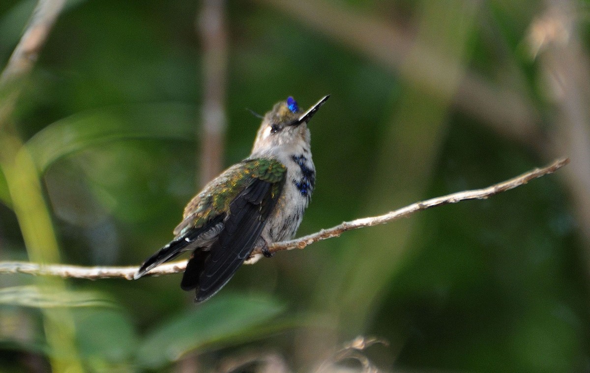kolibřík paraguayský - ML621155178