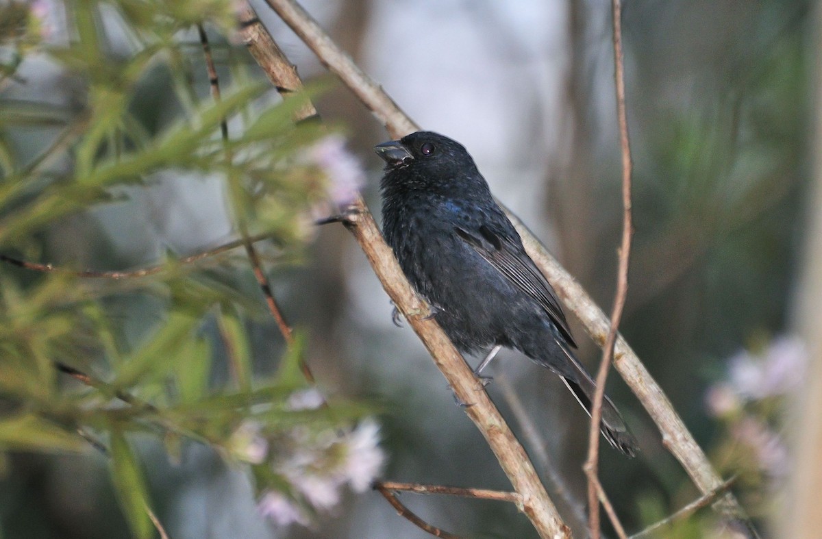 Blackish-blue Seedeater - ML621155212