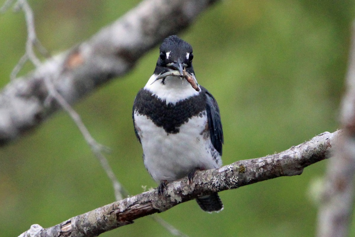 Belted Kingfisher - ML621155227