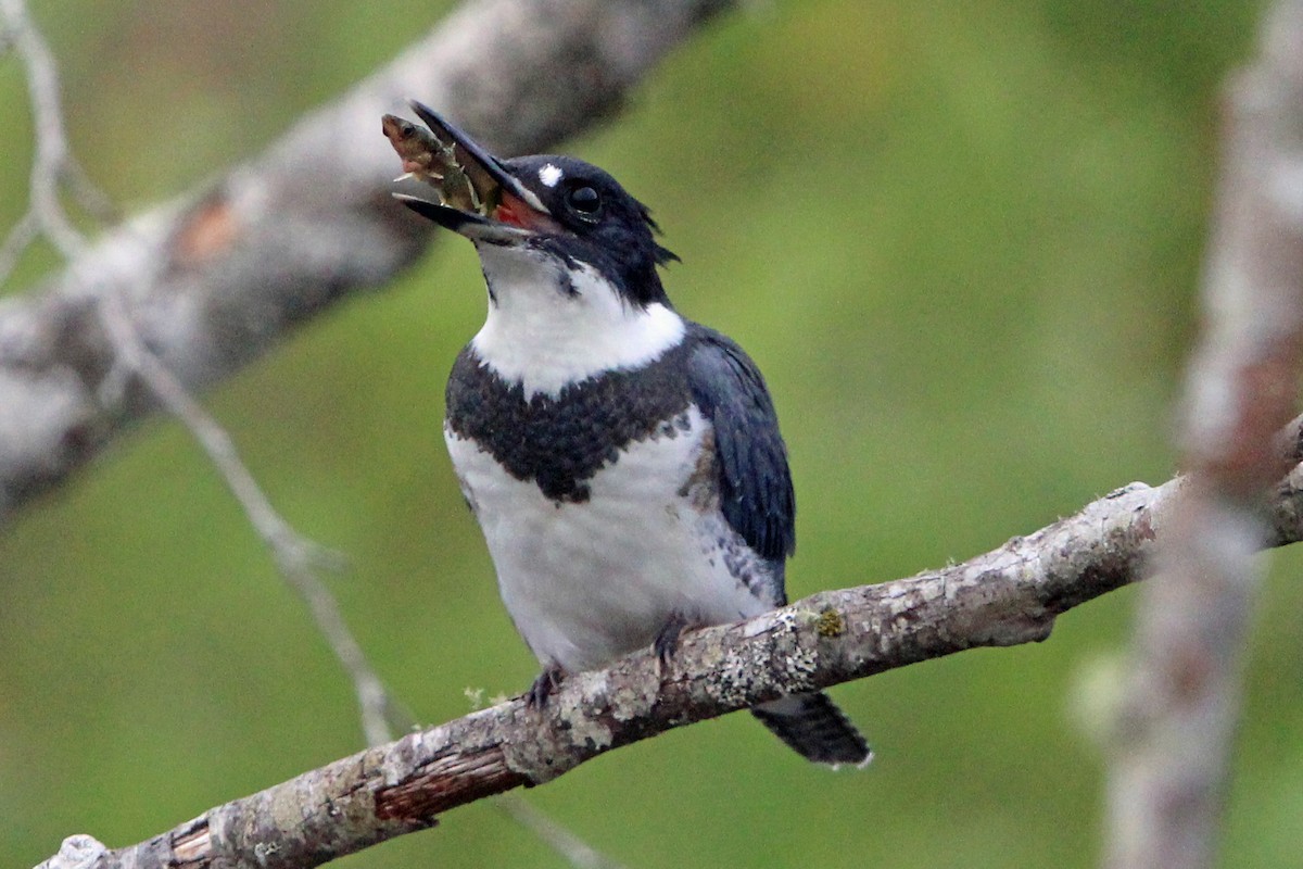 Belted Kingfisher - ML621155228