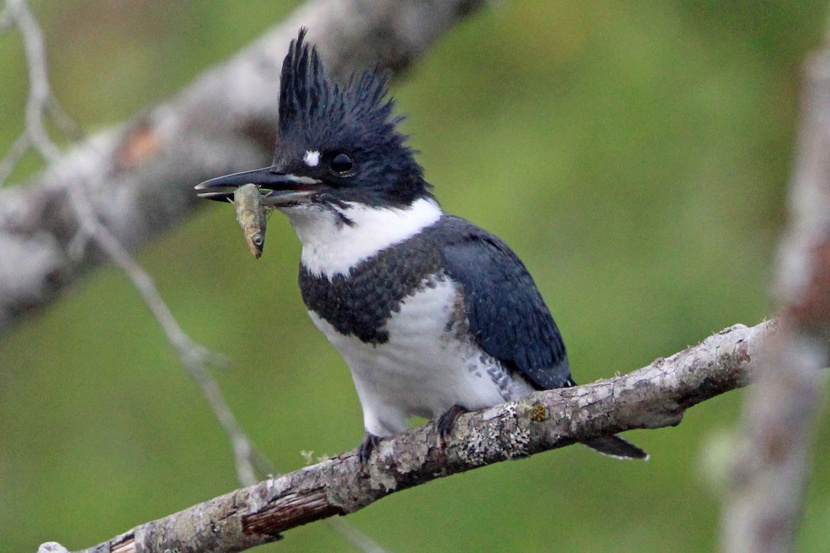 Belted Kingfisher - ML621155229