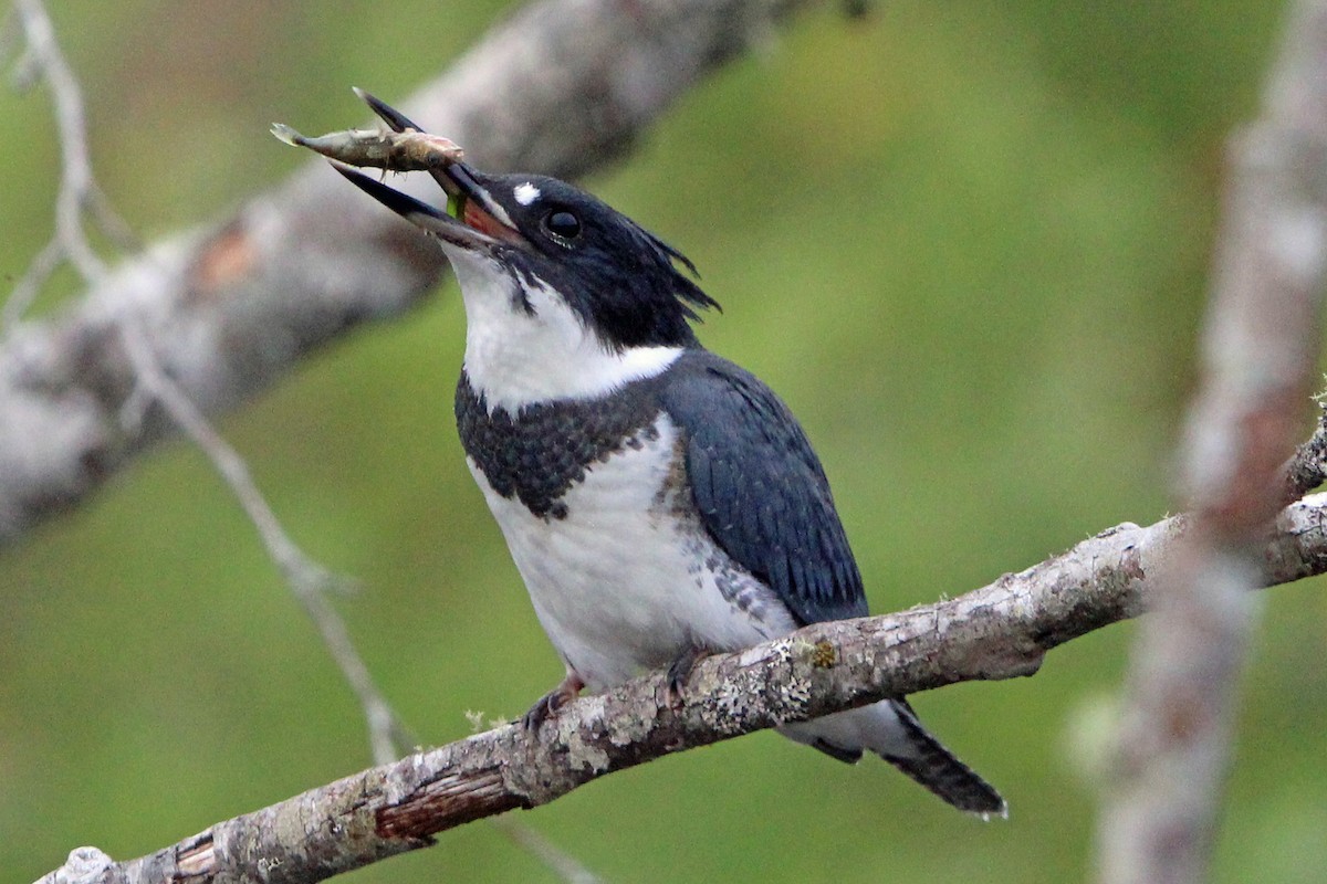 Belted Kingfisher - ML621155230