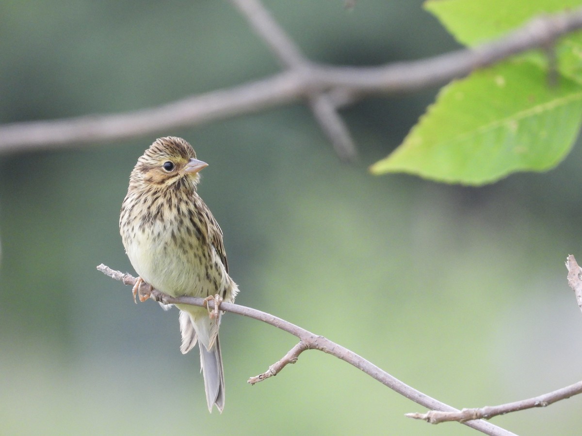 Savannah Sparrow - ML621155236