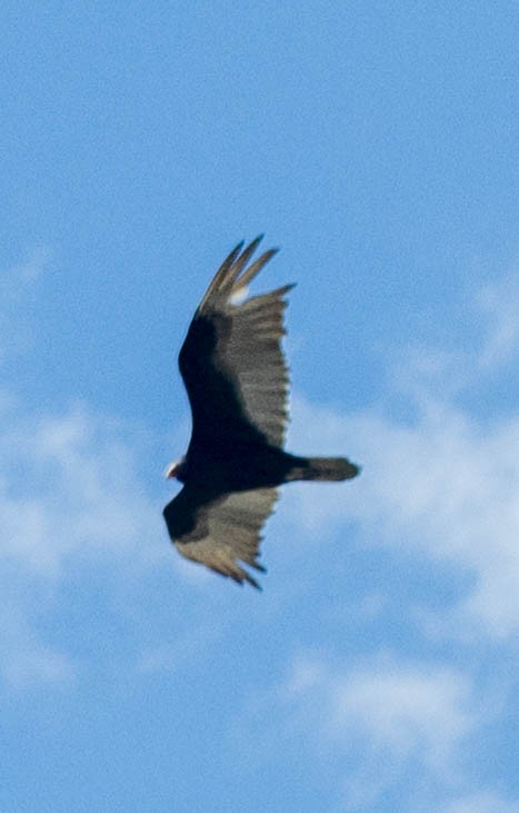Turkey Vulture - ML621155244