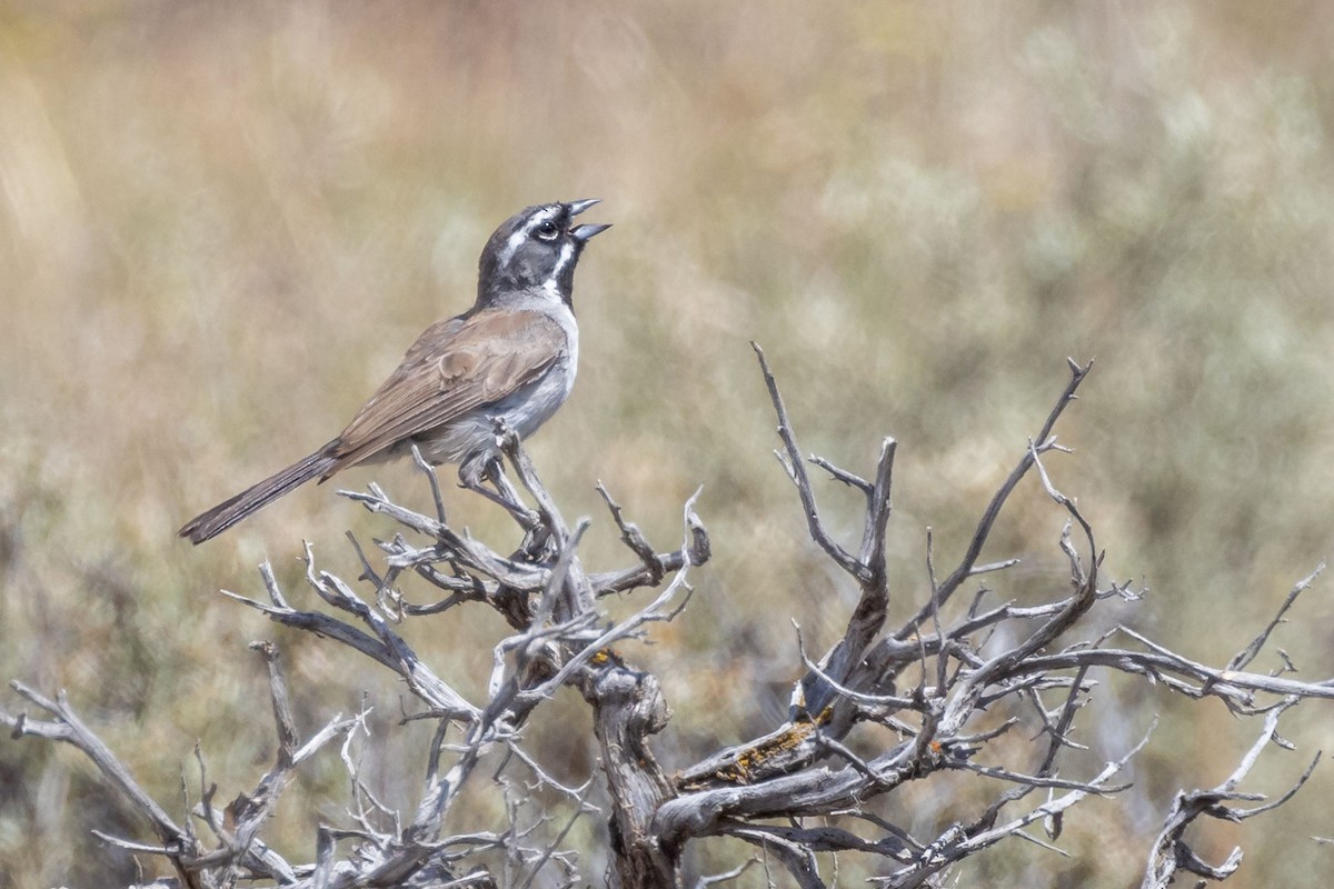 Black-throated Sparrow - ML621155256