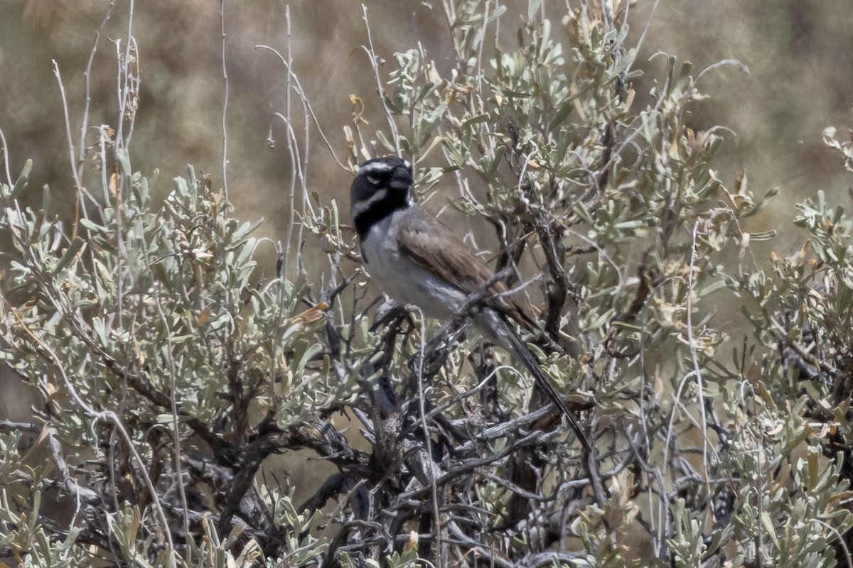 Black-throated Sparrow - ML621155258
