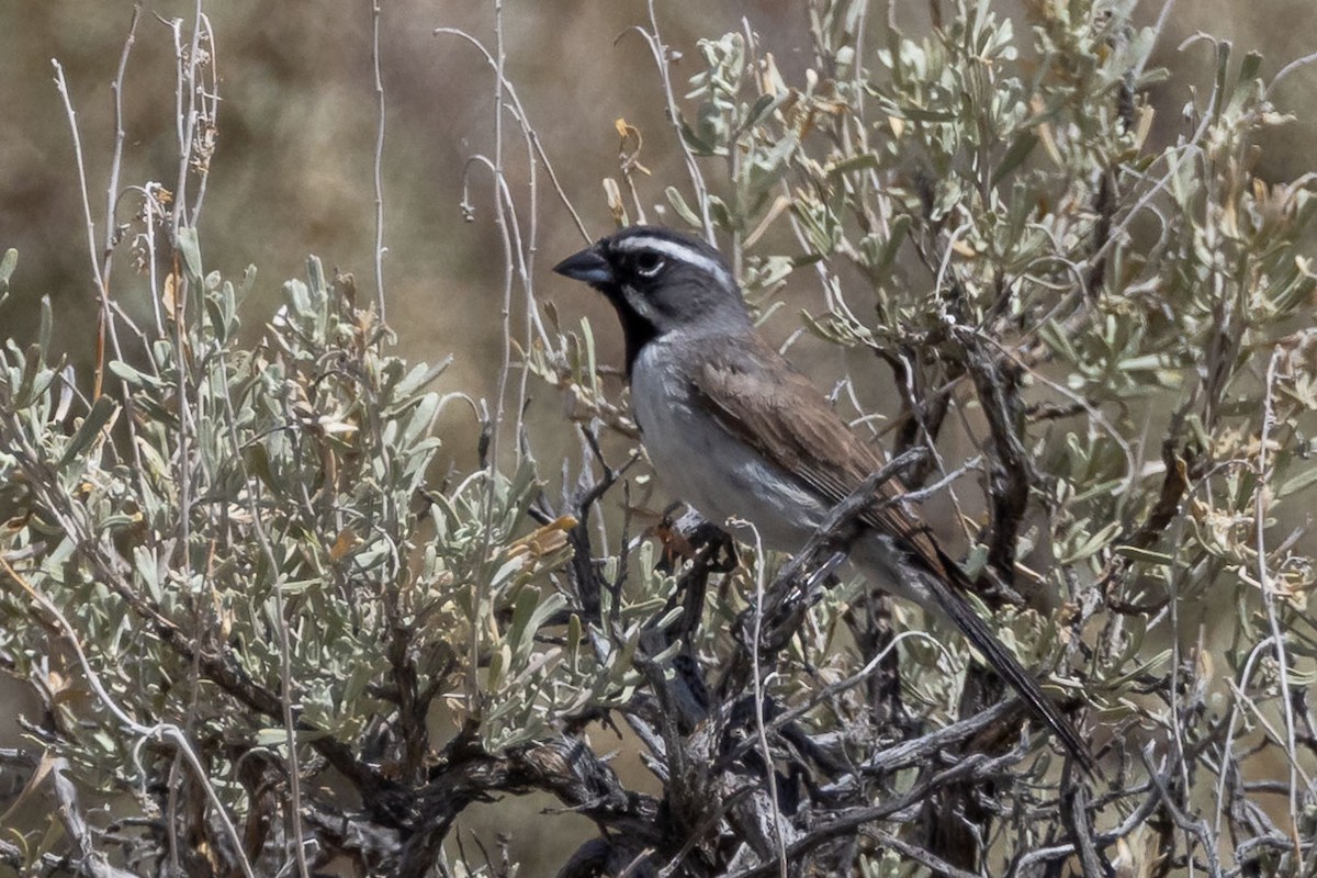 Black-throated Sparrow - ML621155259