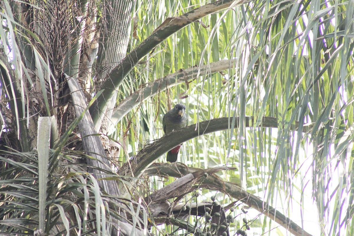 Папуга-червоногуз зеленощокий - ML621155260