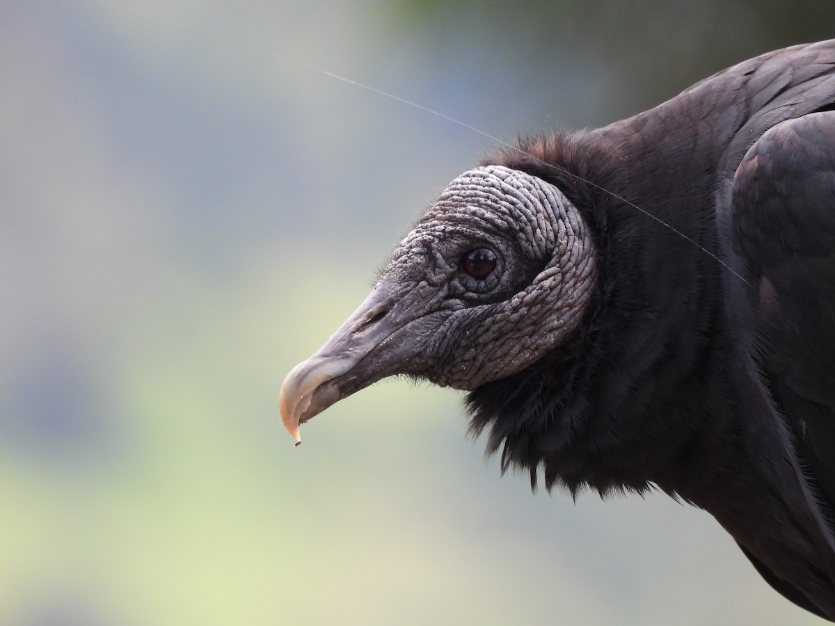 Black Vulture - ML621155268