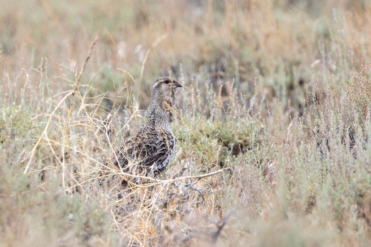 Greater Sage-Grouse - ML621155270