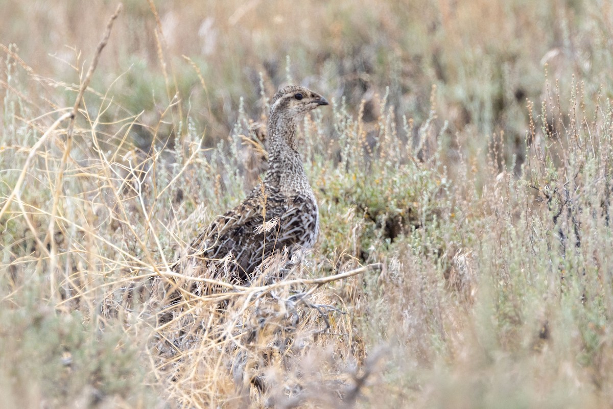 Greater Sage-Grouse - ML621155271