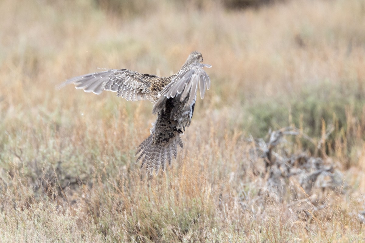 Greater Sage-Grouse - ML621155272