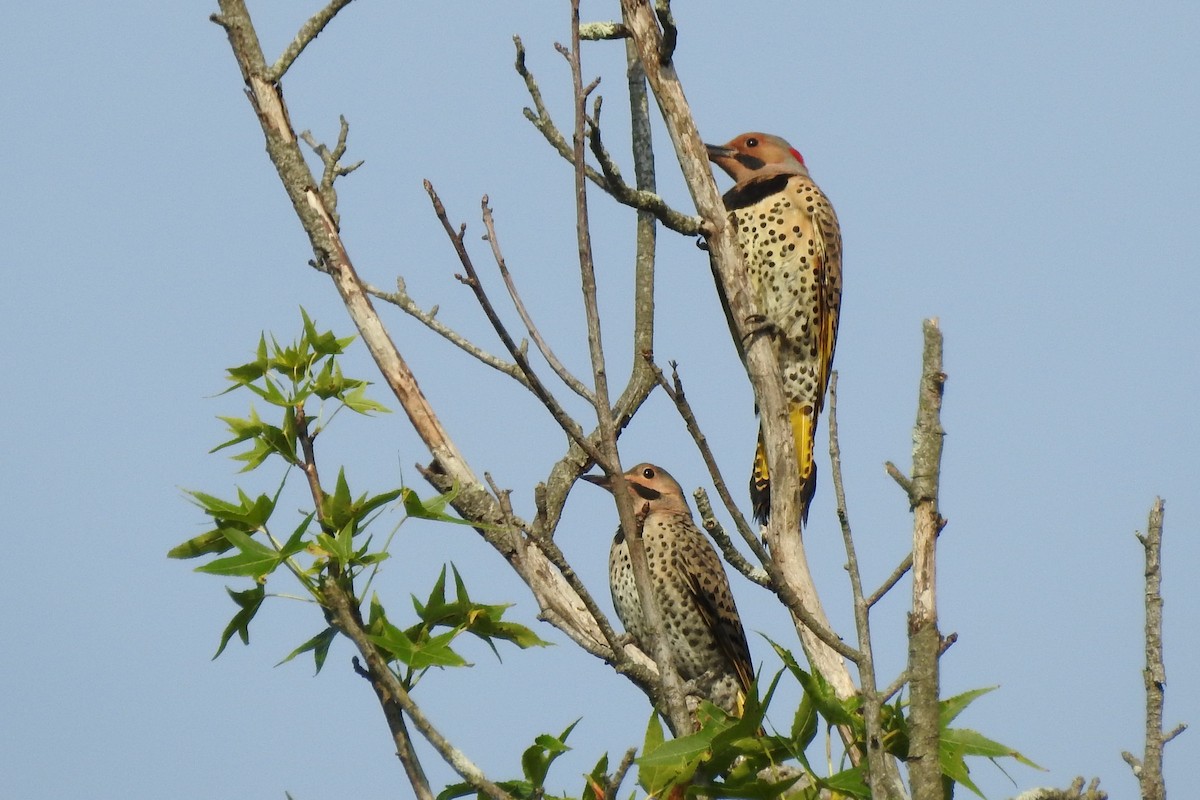 Northern Flicker (Yellow-shafted) - ML621155273