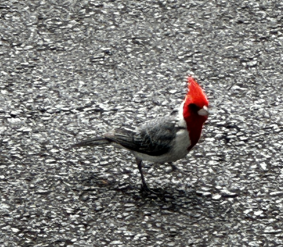 Red-crested Cardinal - ML621155276