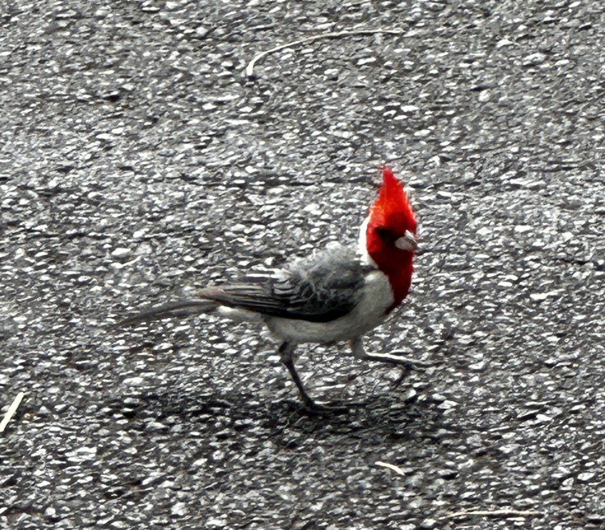 Red-crested Cardinal - ML621155277