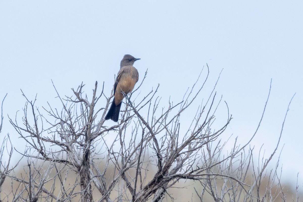 Mosquero Llanero - ML621155293