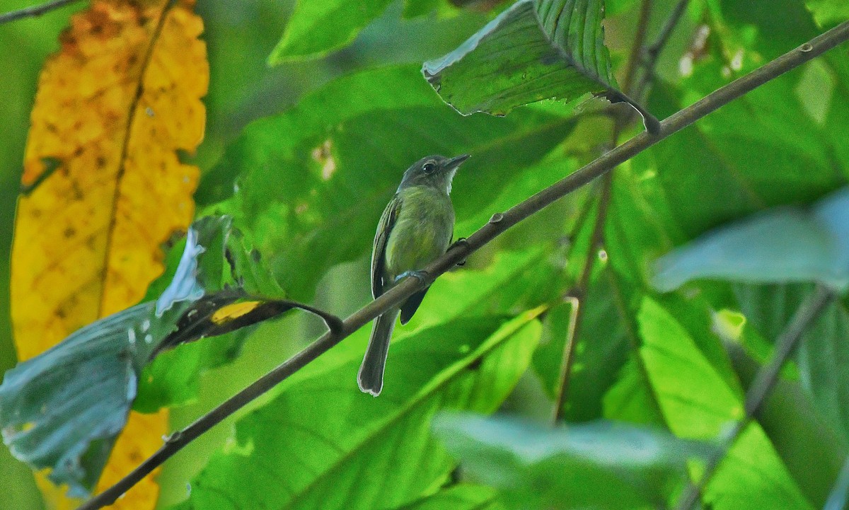 Gray-crowned Flatbill - ML621155298