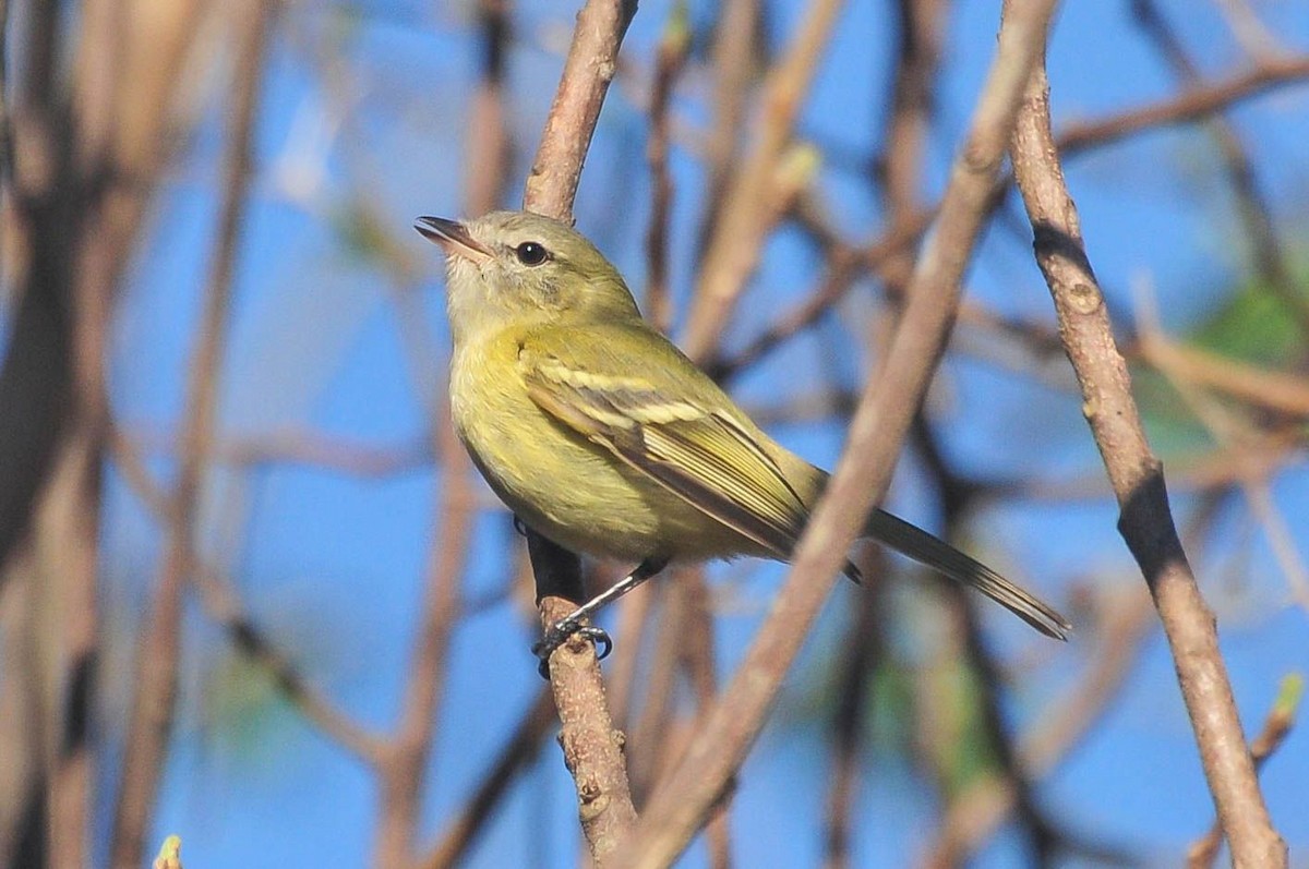 Reiser's Tyrannulet - ML621155353