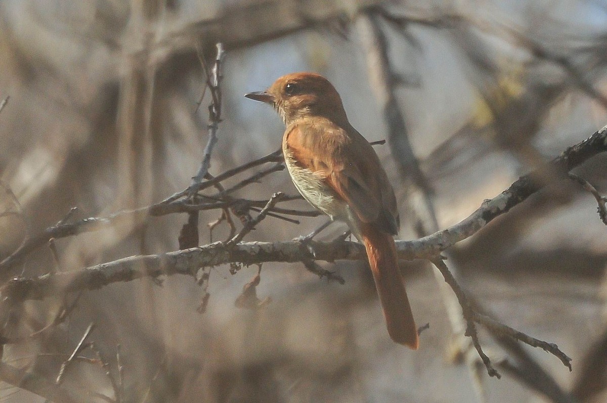 Ash-throated Casiornis - ML621155358