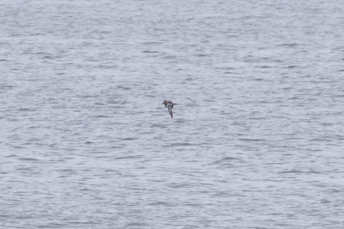 Wedge-tailed Shearwater - ML621155366