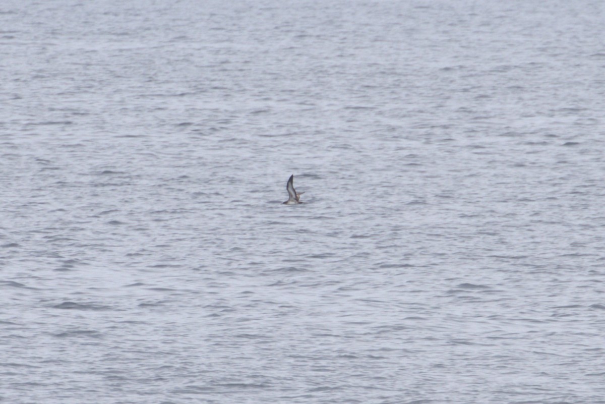 Wedge-tailed Shearwater - ML621155367